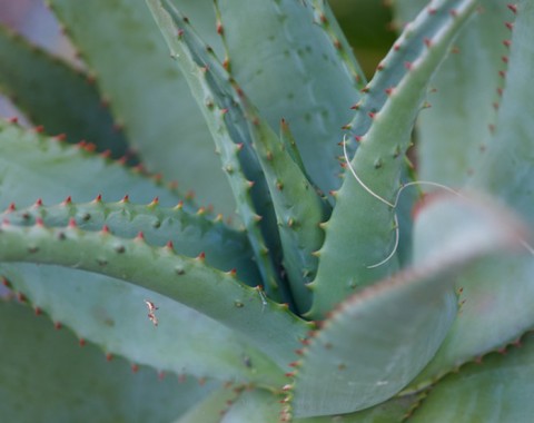 Cape Aloe - Palm