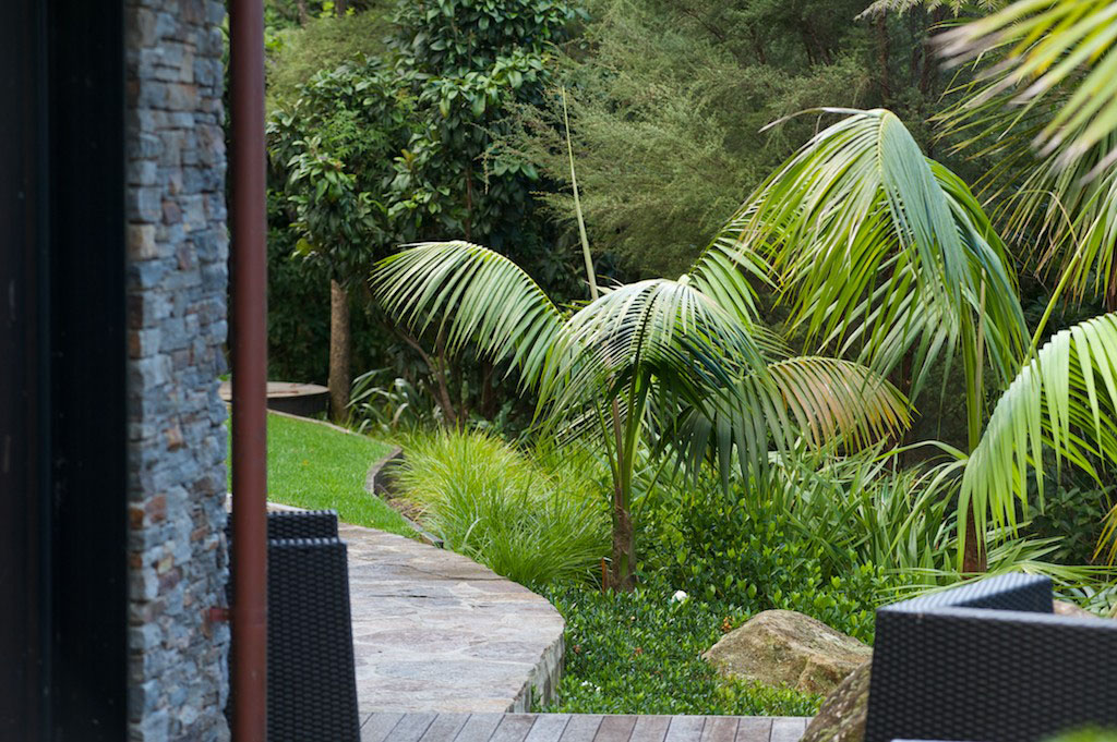 view of palms from the side of the house