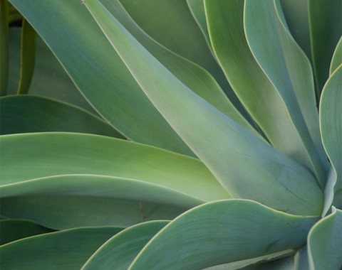 Century Plant - Palm