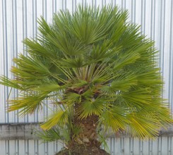 Mediterranean Fan Palm