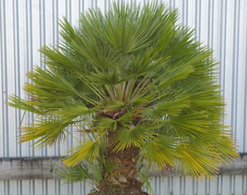 Mediterranean Fan Palm