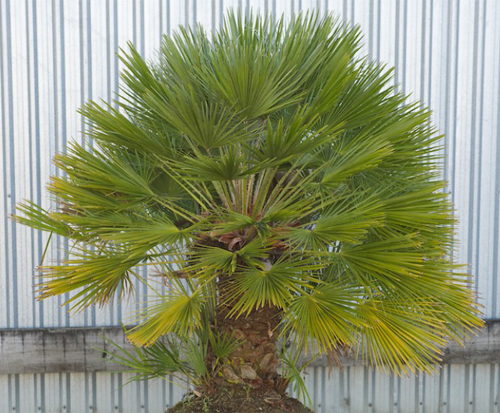 Mediterranean Fan Palm Palm Garden NZ