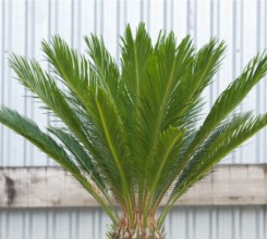 Sago Palm