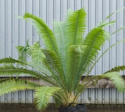 Giant Dioon
