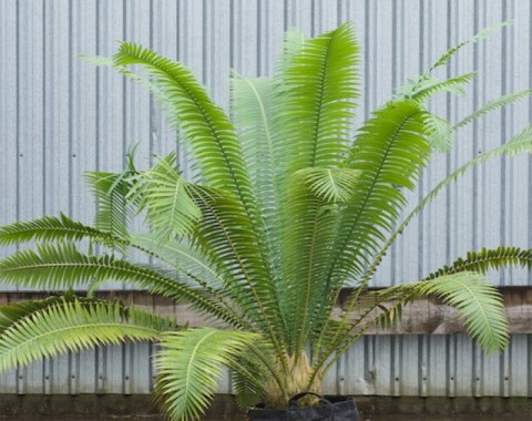 Giant Dioon
