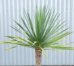 Dragon Tree