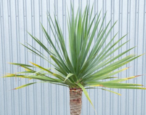 Dragon Tree