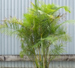 Sugar Cane Palm