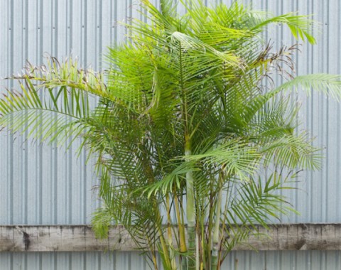 Sugar Cane Palm