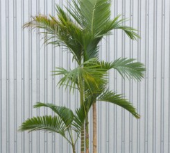 Jucara Palm
