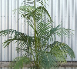 Kentia Palm