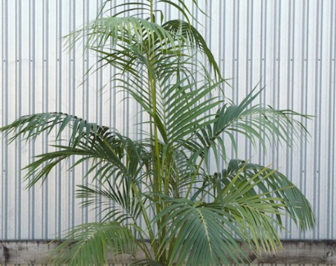 Kentia Palm