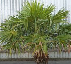 Australian Cabbage Palm