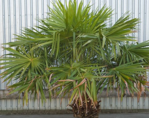 Australian Cabbage Palm