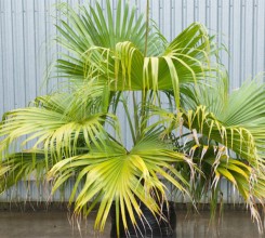 Chinese Fan Palm