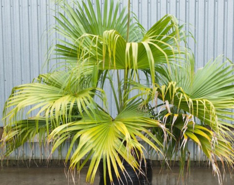 Chinese Fan Palm
