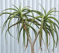 Tree Aloe - Palm