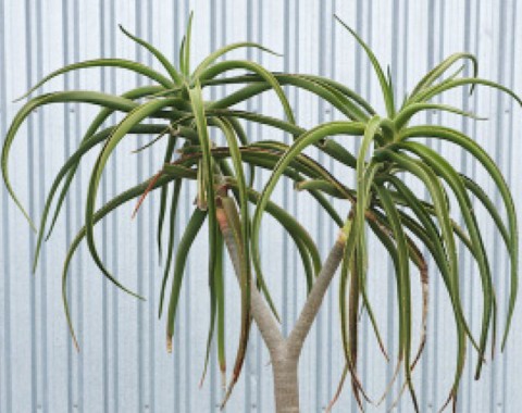 Tree Aloe - Palm