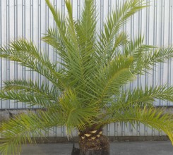 Phoenix canariensis