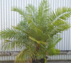 Senegal Date Palm