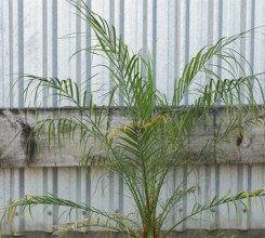 Dwarf Date Palm
