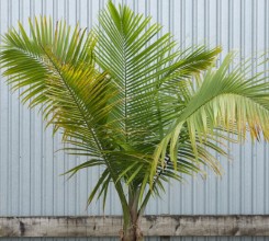 Majestic Palm