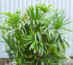 Lady Palm