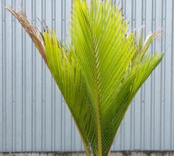 Kermadec Is. Nikau