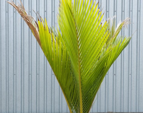 Kermadec Is. Nikau