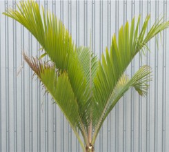 Nikau Palm