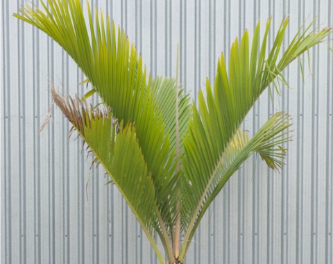 nikau