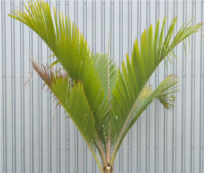 Nikau Palm Palm Garden NZ