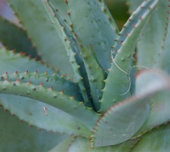 Cape Aloe - Palm