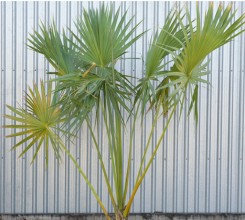 Cabbage Palm