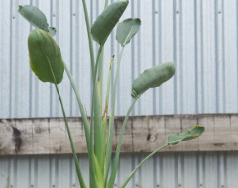Bird of Paradise