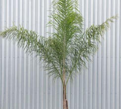 Queen Palm