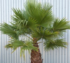 Cotton Palm