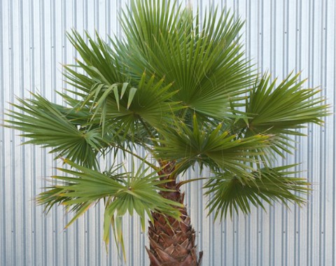 Cotton Palm