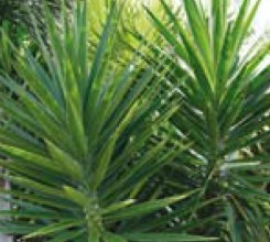 Soft Tipped Yucca