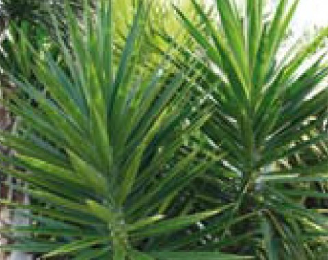 Soft Tipped Yucca