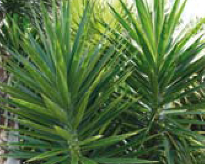 Soft Tipped Yucca Palm Garden NZ