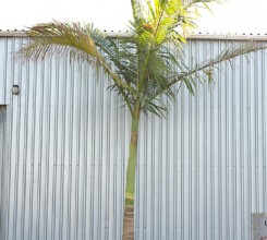 King Palm