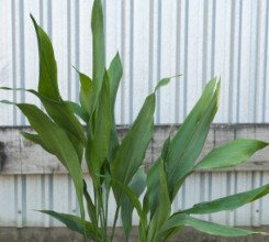 Cast Iron Plant - Palm