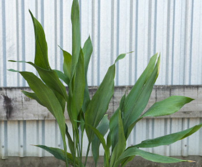 cast iron plant care outdoors