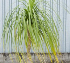 Ponytail Palm