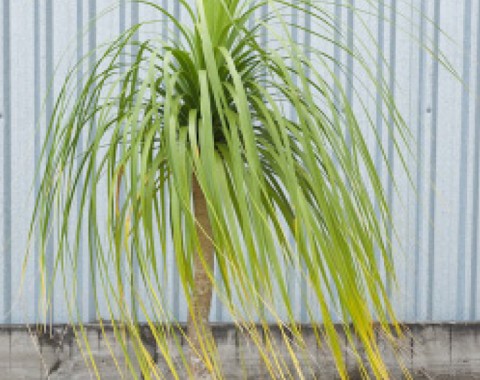 Ponytail Palm