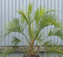 Jelly Palm