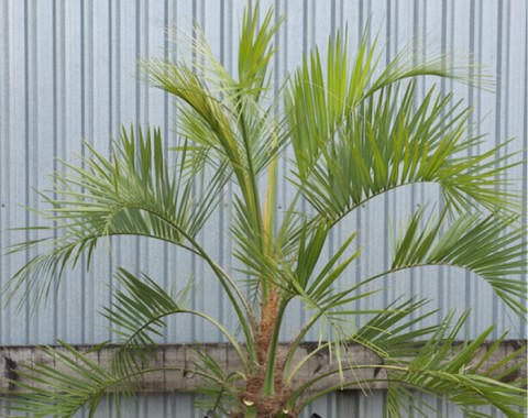 Jelly Palm