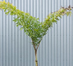 Chinese Fishtail Palm