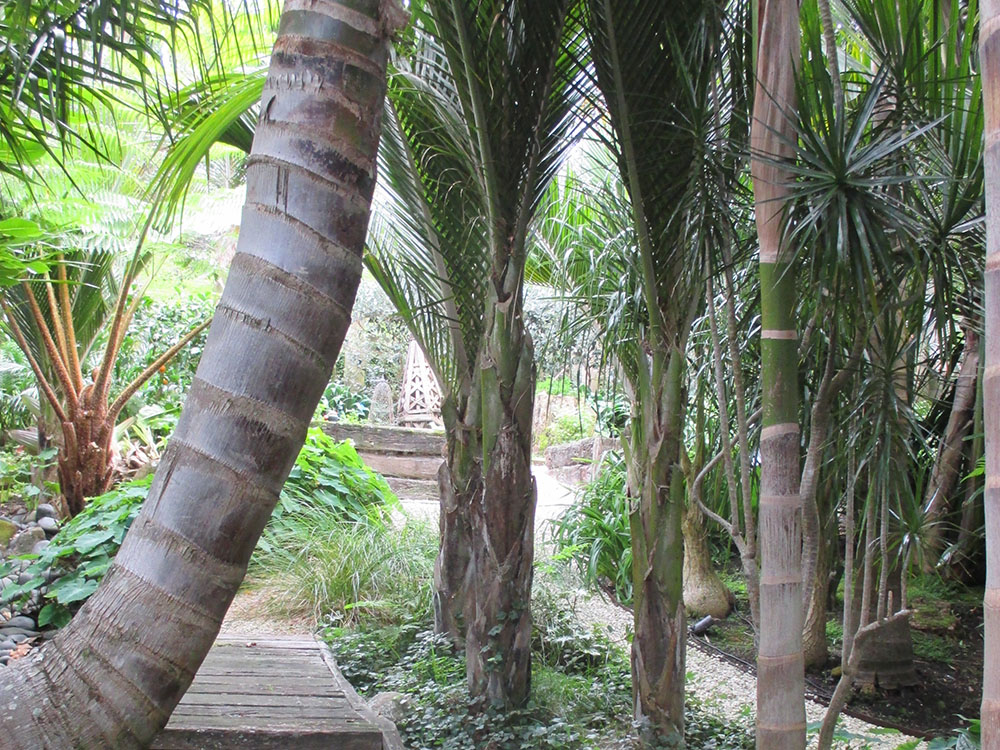 Palm with walkway 2